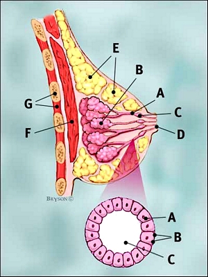 Breast Anatomy